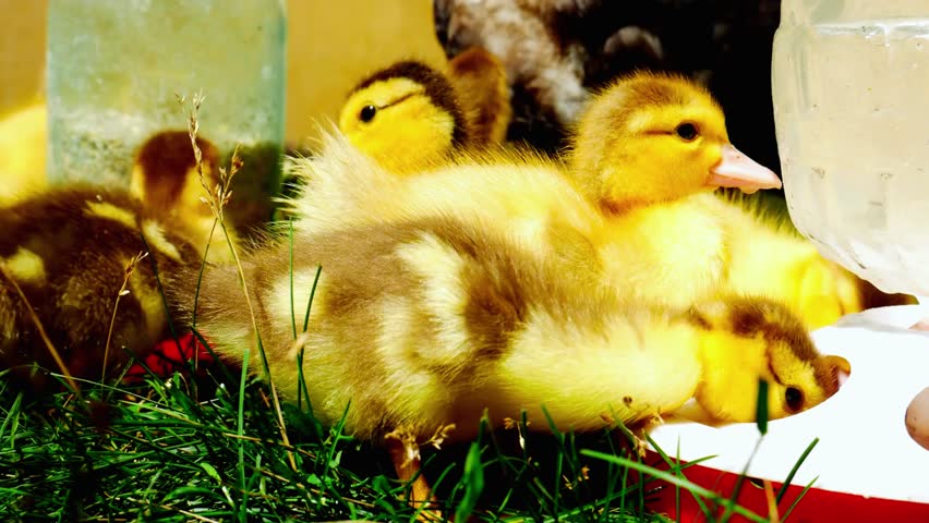Cute ducklings drinking water from a feeder on lush green grass. Soft juvenile feathers, tiny beaks in action, and natural outdoor surroundings highlight early life behavior, waterfowl care, and the charm of young birds in a natural setting.