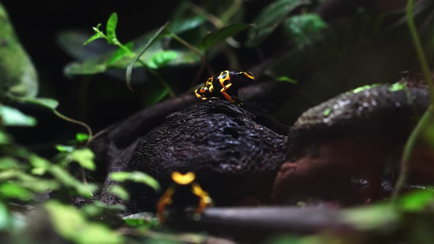 Two black and yellow poison dart frogs perch on wet driftwood in Gran Canaria aquarium, with vine leaves, mossy rocks, slow camera moves, and shallow depth of field.