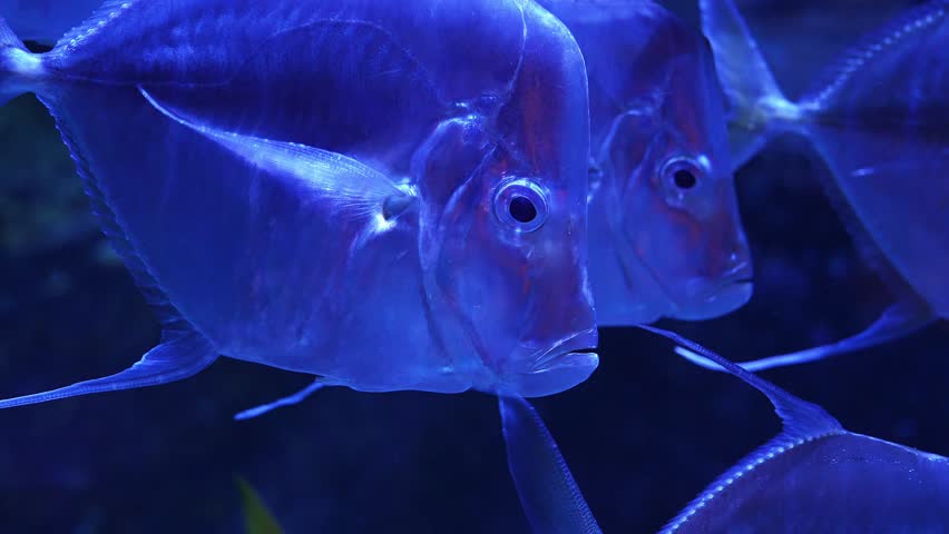 Small silver moonfish glide slowly in deep blue indoor light at Gran Canaria aquarium, round eyes and filament fins visible, gentle synchronized motion in tight frame