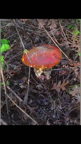 mushroom, amanita caesarea, Caesar, edible