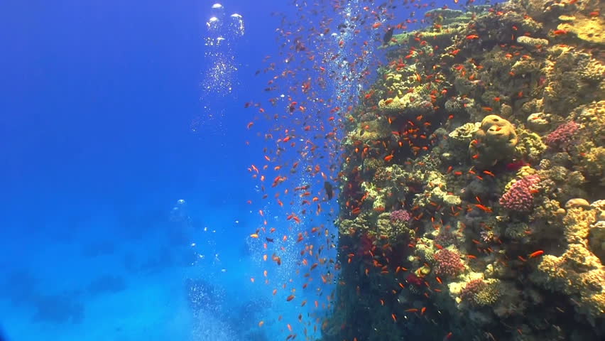 Colorful Fish on Vibrant Coral Reef, static scene, Red sea