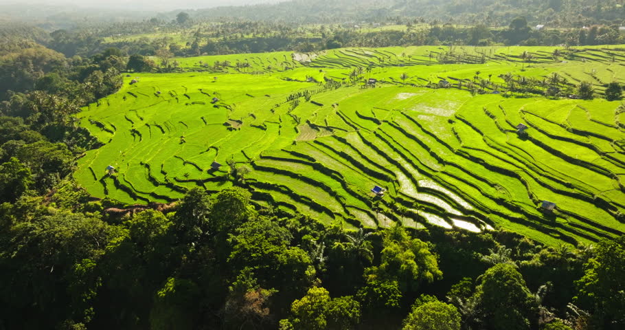 Bright green rice paddies creating natural steps across the rural landscape in Senaru, Lombok, showcasing traditional agriculture and the vibrant nature beauty of Indonesia from an aerial perspective