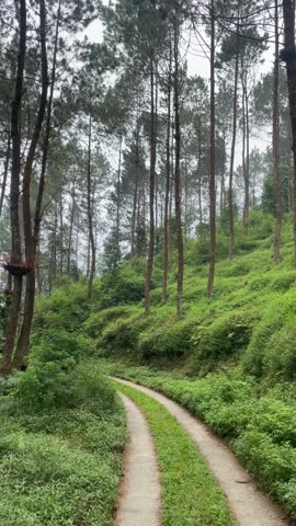 A vertical landscape view of a narrow concrete path passing through a pine forest, framed by tall trees and green grass.