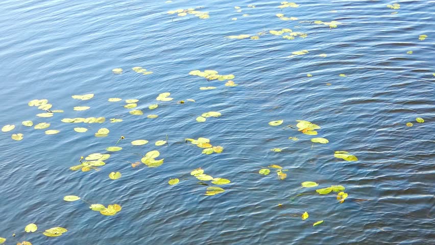 Lily pads float on water in a clear setting. The sunlight reflects off the surface while the plants drift slowly. Small ripples form as the water flows softly around them.