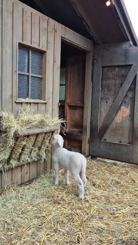 Pastoral Scene Featuring Lambs In Rustic Farm Setting, Peaceful Farmyard With Lambs Nibbling Hay Beside Wooden Barn Door