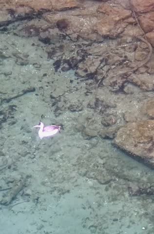 Video of great crested grebe diving and swimming underwater in Lake Geneva