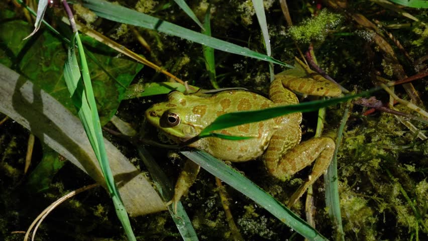 Green Marsh Frog Croaking in Swampy Pond