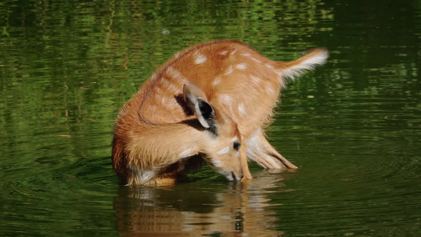 Sitatunga antelope bending down to drink water in shallow pond, striped brown fur and calm behavior captured in natural wetland environment. High quality 4k footage
