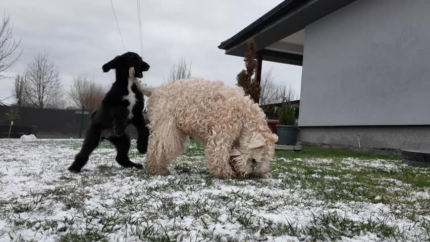 Two lively Pet puppy dogs aggressive play fighting in snowy wet garden