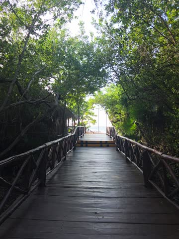 Elevated wooden boardwalk winding through dense green forest canopy, capturing a tranquil nature walkway experience.