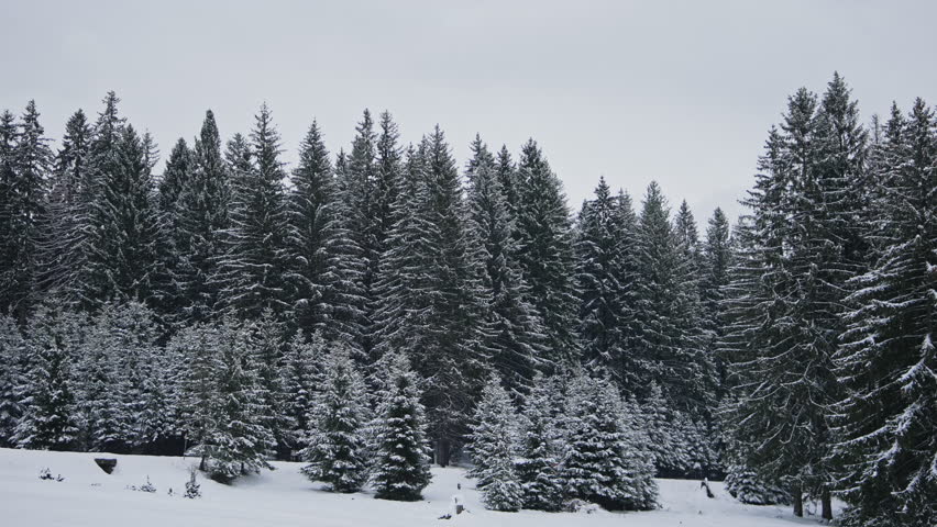 Snow Covered Pine Forest in Winter Landscape