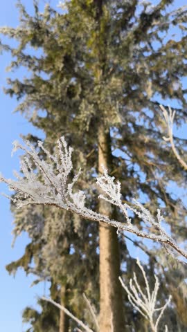 Close-up of delicate frost-covered evergreen branches in winter, with tall pine trees and a bright blue sky in the background. Soft sunlight highlights the crystalline ice formations, creating a seren