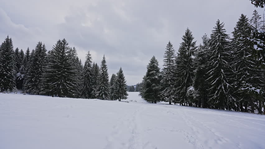 Snowy Forest Road Through Pine Trees in Winter