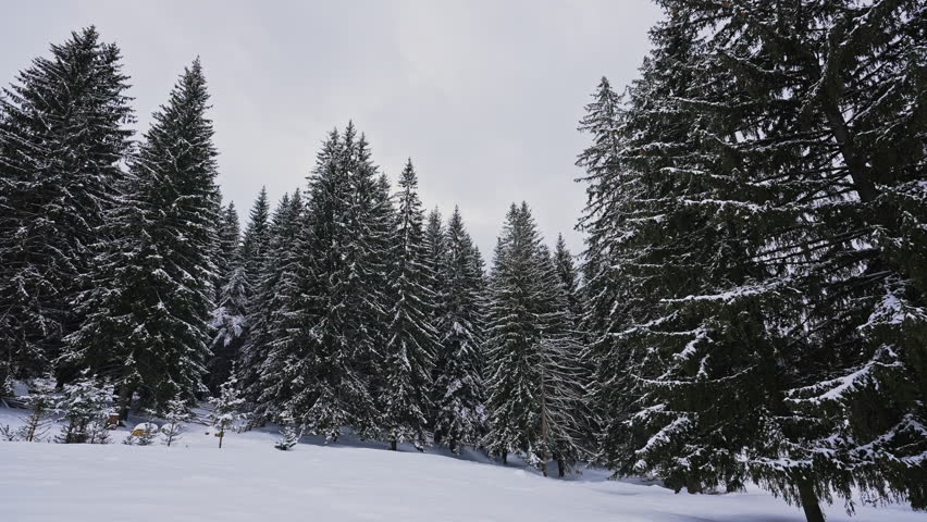 Dense Snow Covered Pine Forest Winter Landscape