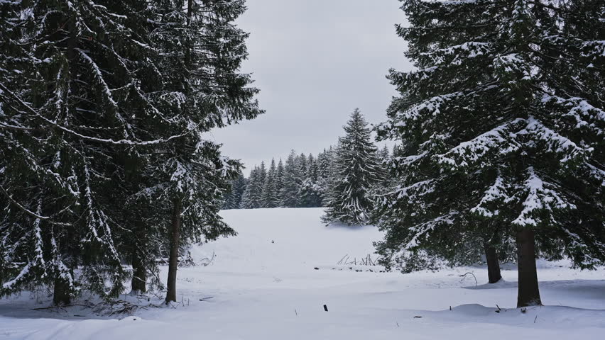 Snowy Pine Forest Clearing in Winter Landscape
