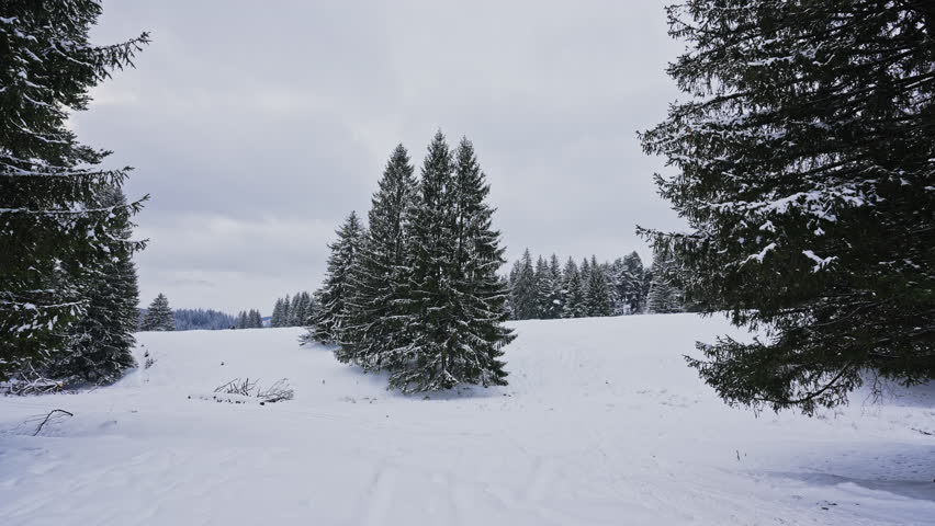 Snowy Pine Trees in Winter Meadow under Overcast Sky