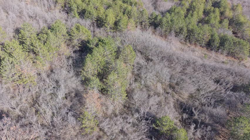 Aerial drone view flying above dense forest treetops, green canopy textures, natural landscape, peaceful wilderness, scenic countryside environment.