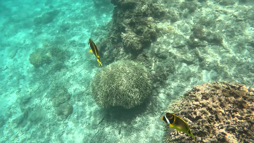 2 tropical fish playing with me in Okinawa island