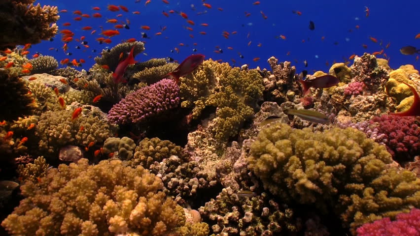 Colorful Fish on Vibrant Coral Reef, static scene, Red sea