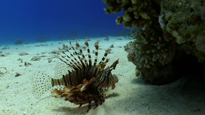 African lionfish on Coral Reef, Red sea