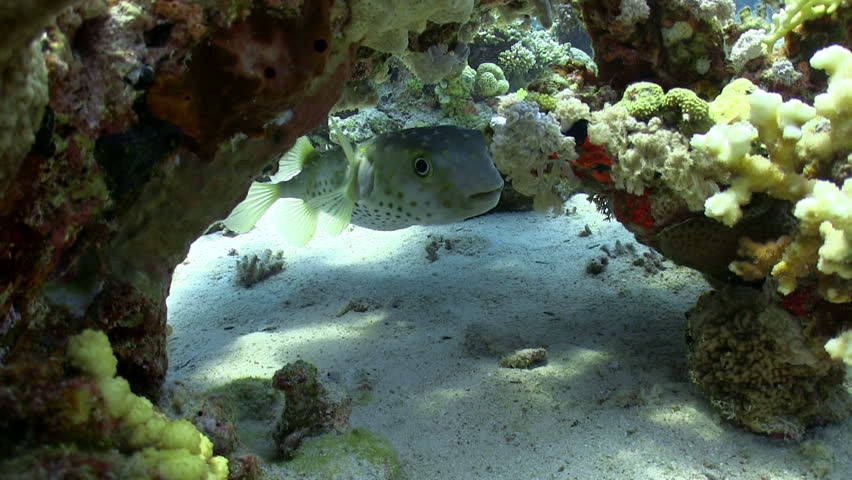 Pufferfish on Coral Reef, Red sea