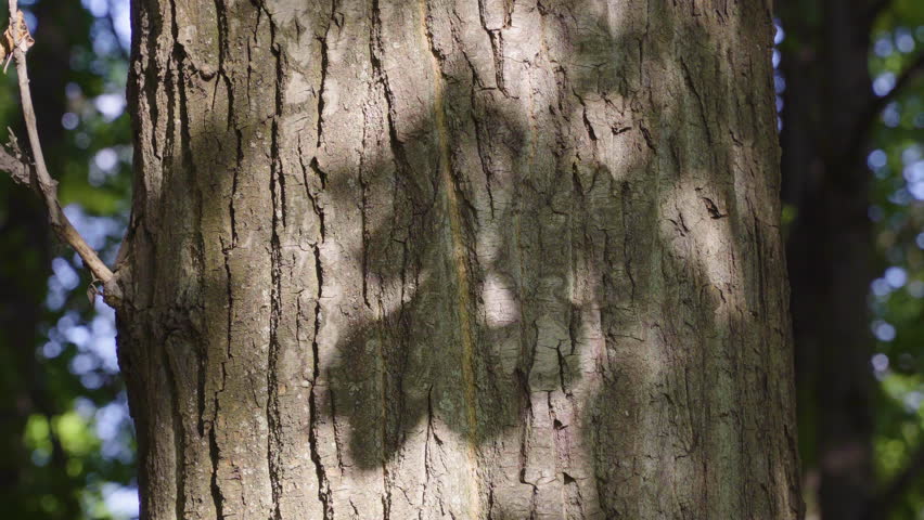 A tree trunk with rough, textured bark, dappled sunlight, and blurred green foliage in the background. b roll footage