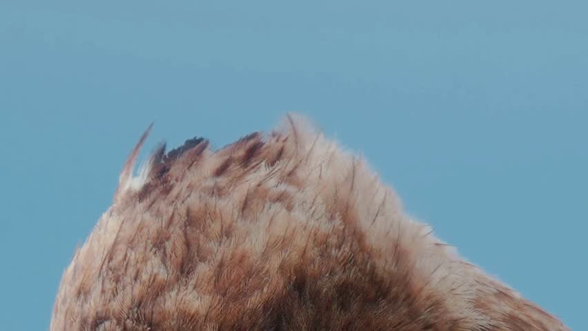 A close-up of a majestic tawny eagle