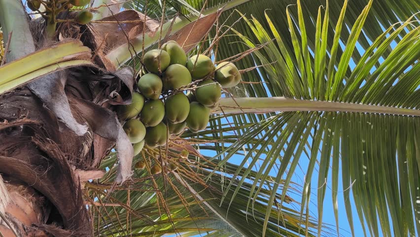 Low-angle orbiting shot around a cluster of green coconuts beneath palm fronds, sunlit leaves radiating against blue sky as camera circles emphasizing tropical growth