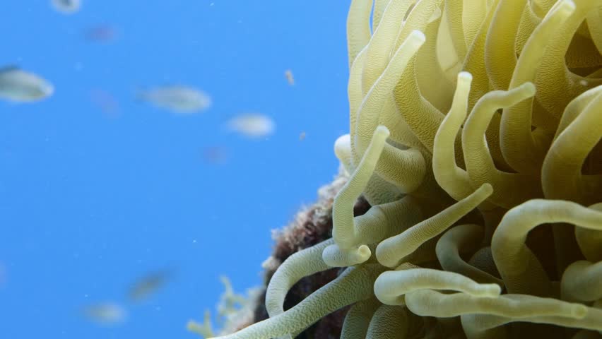 A yellow sea anemone with a silver tropical fish 