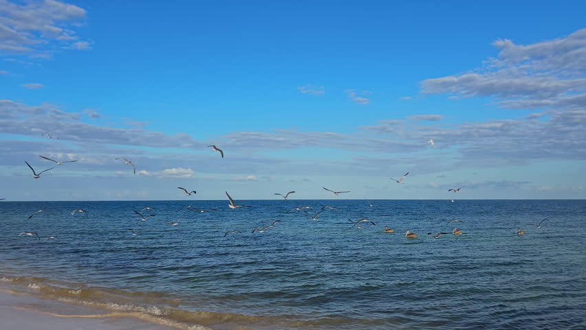 Active seagulls flying over tropical sea with blue sky and horizon