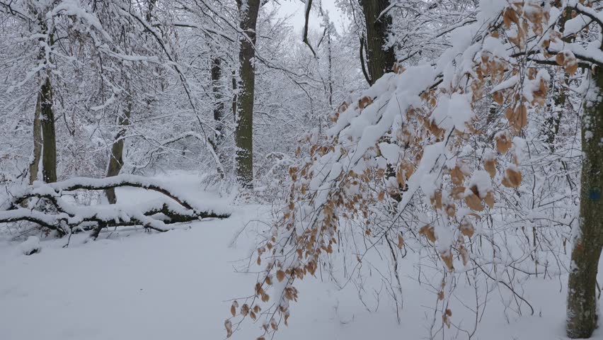 Walking in the snowy forest, trees covered with snow