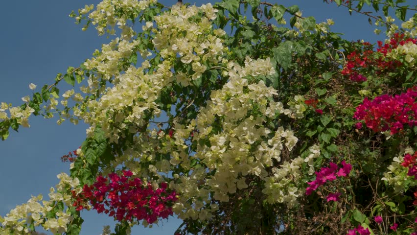 Bougainvillea spectabilis with white pink and orange blossoms in Indian botanical garden fresh and colorful