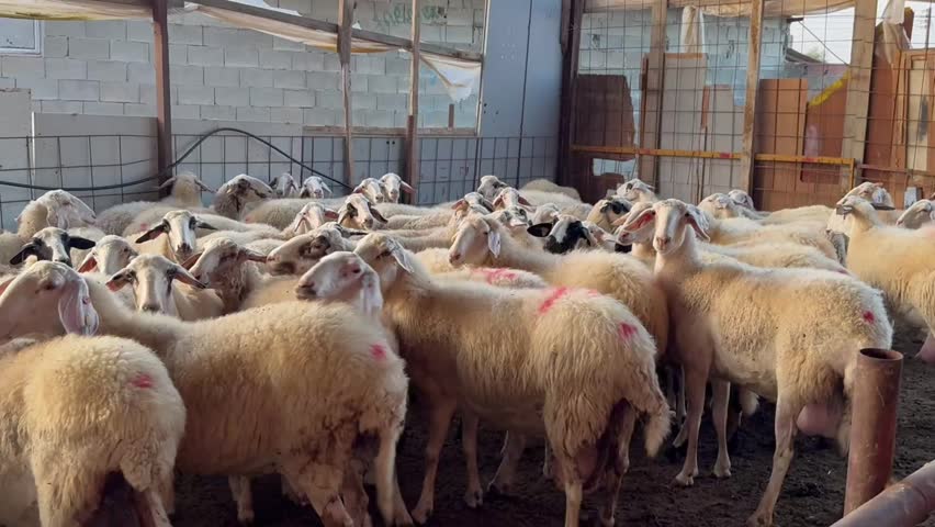 Video of a large flock of sheep standing together in a farm enclosure. Livestock herd, agriculture, animal husbandry, rural life, sheep farming, and food production concept.