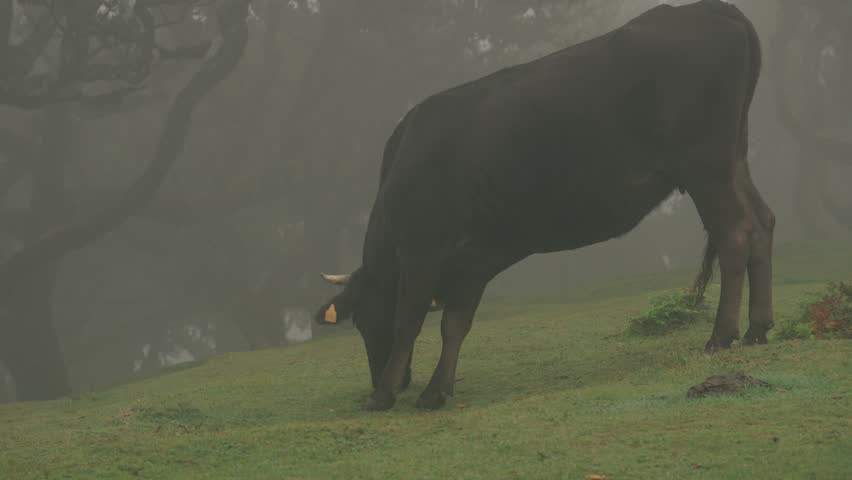 A cow grazes peacefully among laurel trees in the misty Fanal forest of Madeira. The lush, dense forest and fog create a serene and atmospheric scene, perfect for nature, wildlife, pastoral, and travel content.