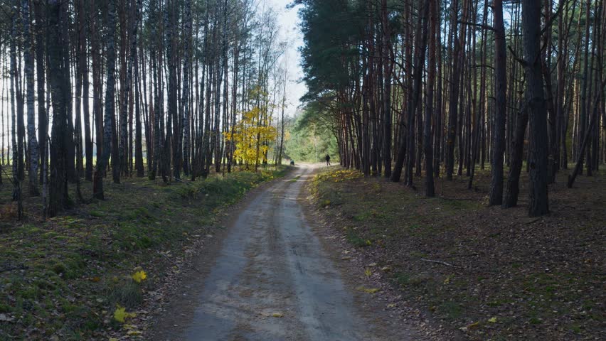 Aerial tracking down a sandy road in Nowy Lubiel pine birch woods, two tiny people ahead, yellow leaf trees on left, low sun casts long shadows on mossy floor.