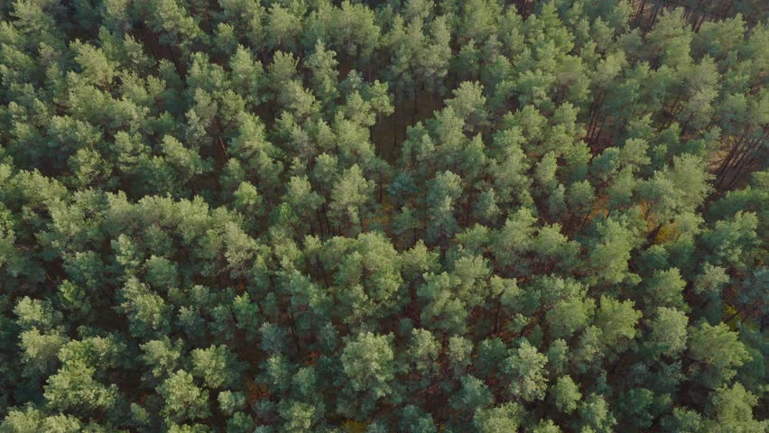 Aerial view shows evenly spaced pine trunks and green treetops near Nowy Lubiel, Poland, as the camera glides slowly in warm low angle light with small clearings
