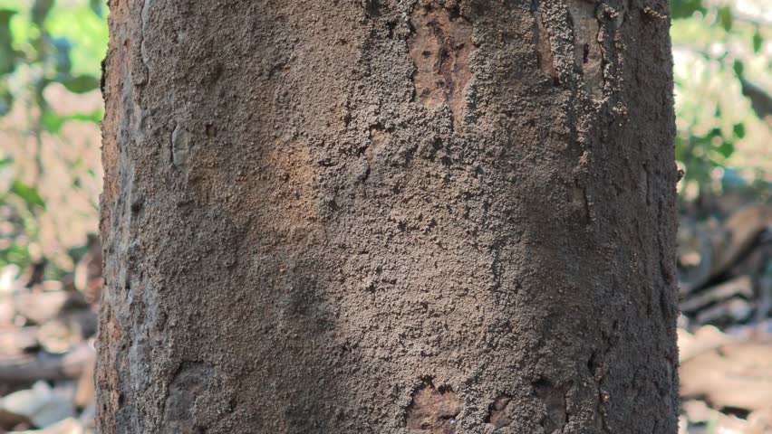  The termite nest is in the tree.