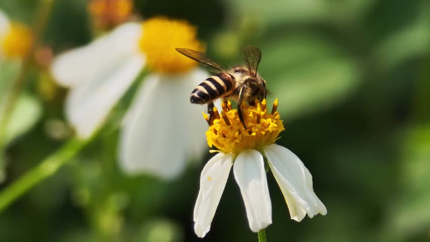 bees are sucking nectar from the flowers.	
