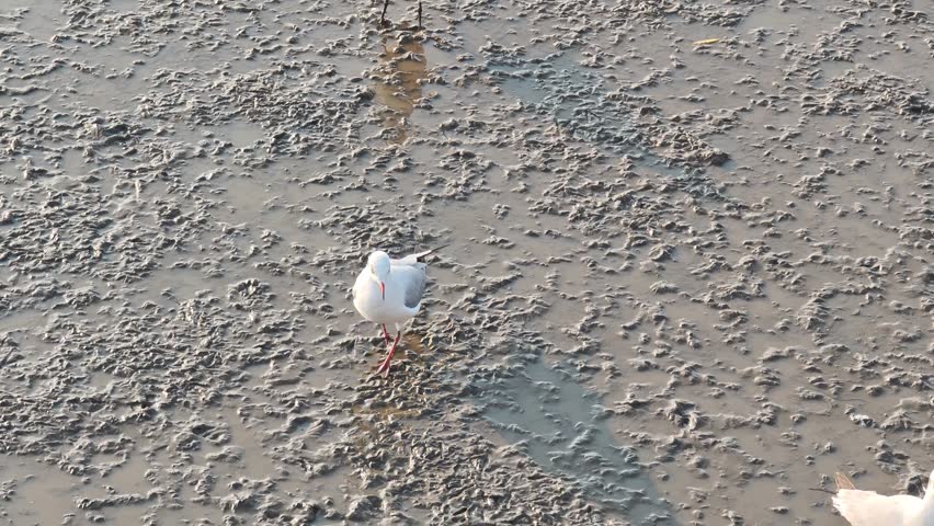  Seagulls flying over sea beach