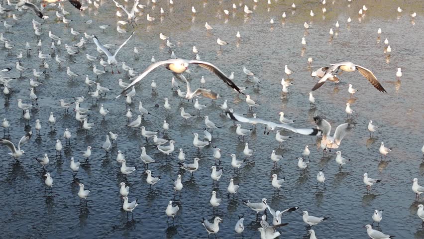  Seagulls flying over sea beach