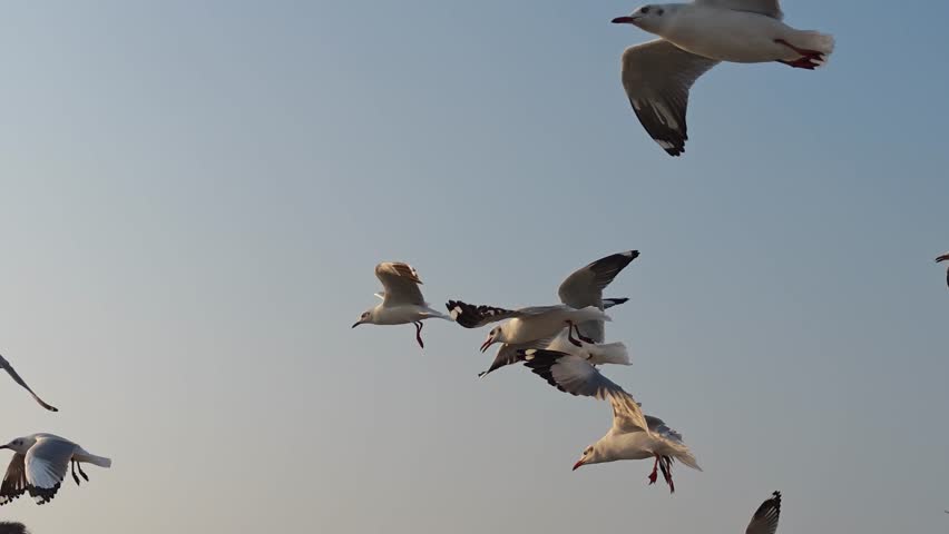 Seagulls flying over sea beach	