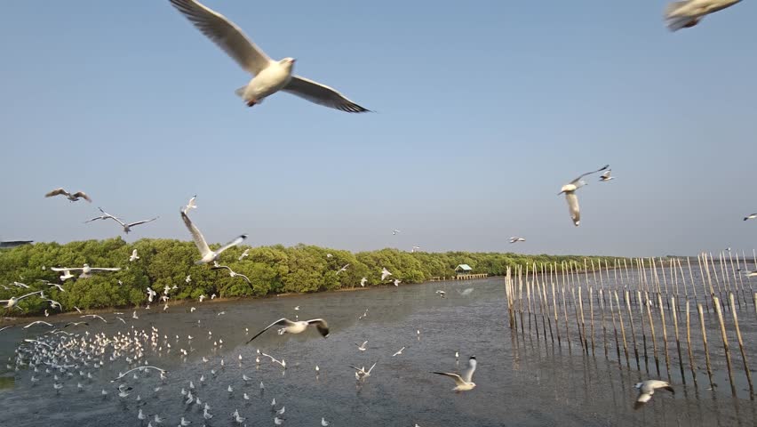 Seagulls flying over sea beach
