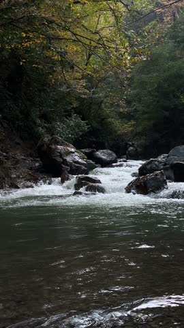 Mountain river rapids flowing over rocks in a lush forest gorge. Clear water and autumn foliage create a peaceful wilderness scene with natural textures and soft light.