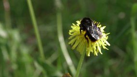bumble bee pollinating a dandelion