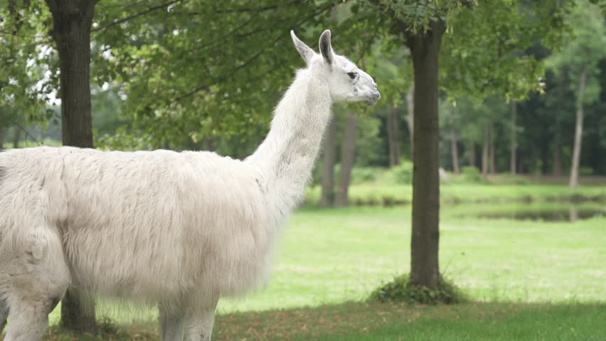 White llama standing near trees in a green park with a pond in the background