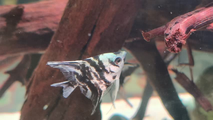 Marble angelfish (Pterophyllum scalare), a popular freshwater aquarium fish.It is an artificially bred color variant of the common angelfish, known for its distinctive black and white coloration.