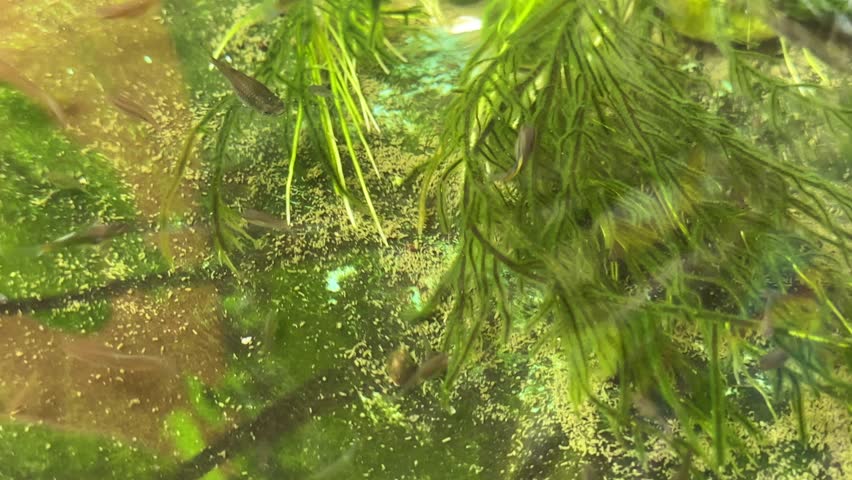 A serene view of a small backyard fish pond surrounded by vibrant green plants and long blades of grass.