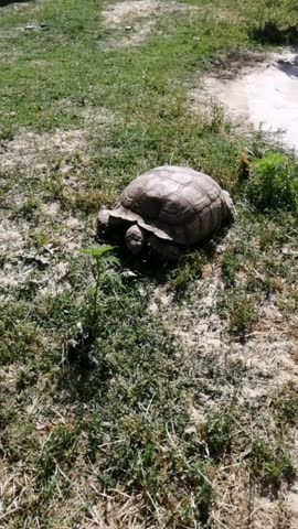 Vertical smartphone video of large turtles swimming and resting in a small artificial pond at a nature park. Wildlife and aquatic reptiles in a controlled natural environment, shot in portrait orientation for mobile and social media content.