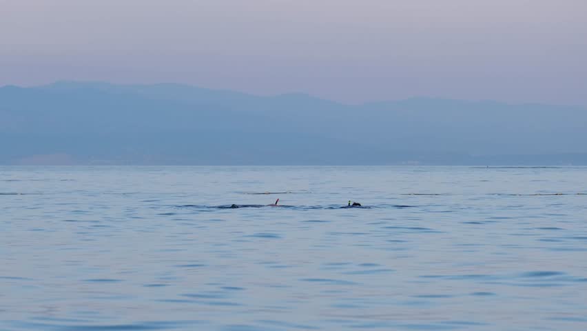 Snorkeling on the Adriatic Sea surface in a fenced-off safe swimming area. Unrecognisable men swimming face-down in calm wavy water using a snorkel during blue hour in Croatia.