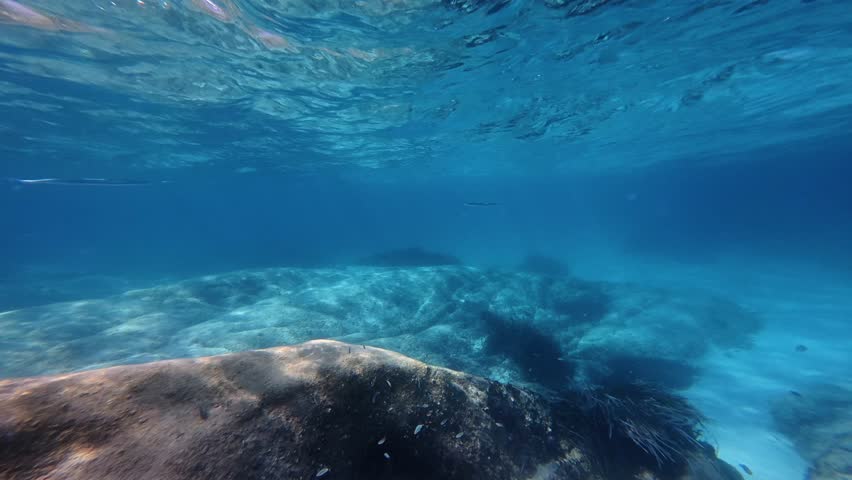 Greece. Underwater slow motion view of Needlefish (Garfish) swimming in blue sea. Action camera wide angle shot of marine life.